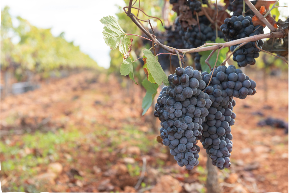 winery and vineyard group tour charter bus services merced ca